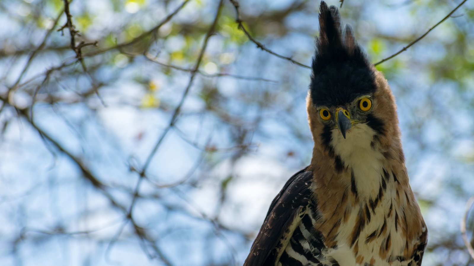 Los ojos de la Selva Maya